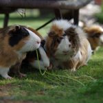 guinea-pig