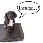 insurance-dog