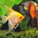 Pterophyllum-Scalare