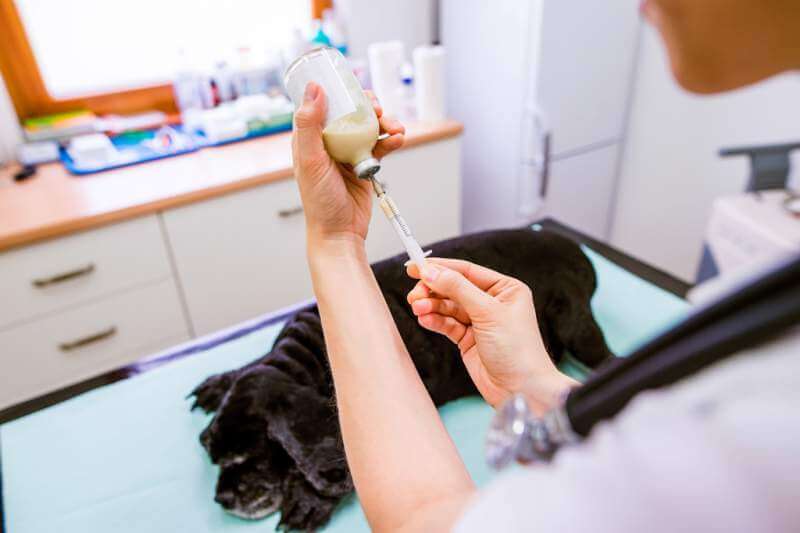 Can I Give My Dog Probiotics? House Of Petz