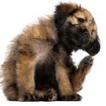 crossbreed-puppy-scratching-itself-2-months-old