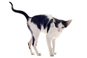 urinating-oriental-cat