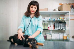 veterinarian-examining-dog-veterinary-clinic