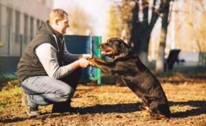 male-cynologist-police-dog-training-outdoor-800x491