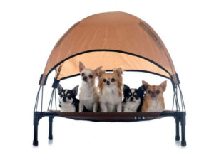 chihuahuas-on-four-poster