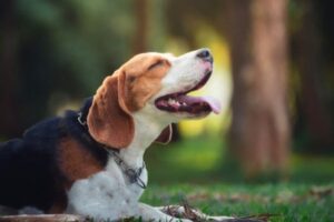 portrait-cute-puppy-beagle-garden-768x513