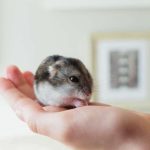 Cute-hamster-pet-eating-on-a-owner´s-hand