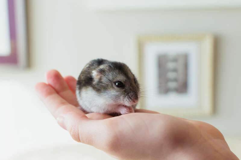 Cute-hamster-pet-eating-on-a-owner´s-hand