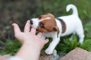 Cheerful-puppy-jack-russell-terrier-playfully-biting-the-fingers-of-its-owner