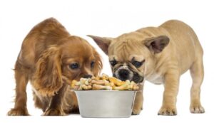 French-bulldog-puppy-and-cavalier-king-charles-eating-from-a-bowl