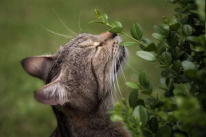 Tabby-cat-sniffs-green-grass-in-the-garden