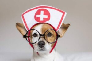 cute-young-small-dog-sitting-on-bed.-wearing-stethoscope-and-glasses-768x512