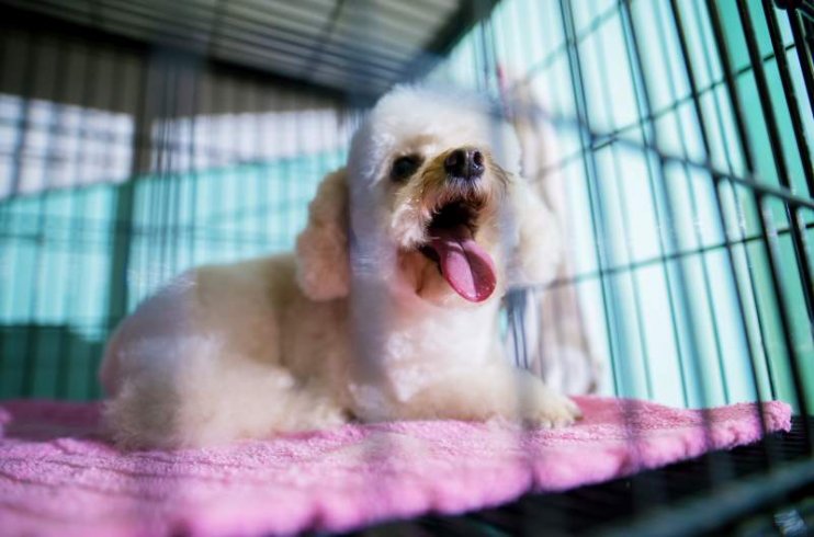 white-little-dog-yawning-while-laying-inside-the-black-cage-with-a-pink-blanket