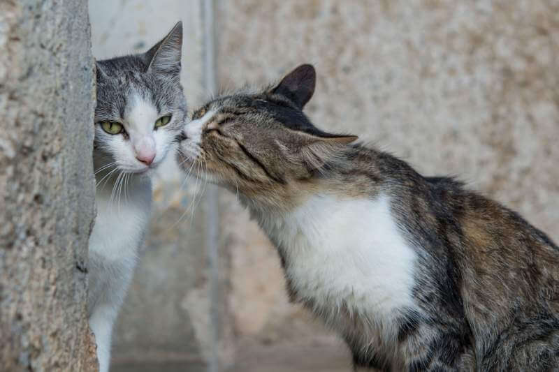 Two-friends-pretty-cats-play-kiss
