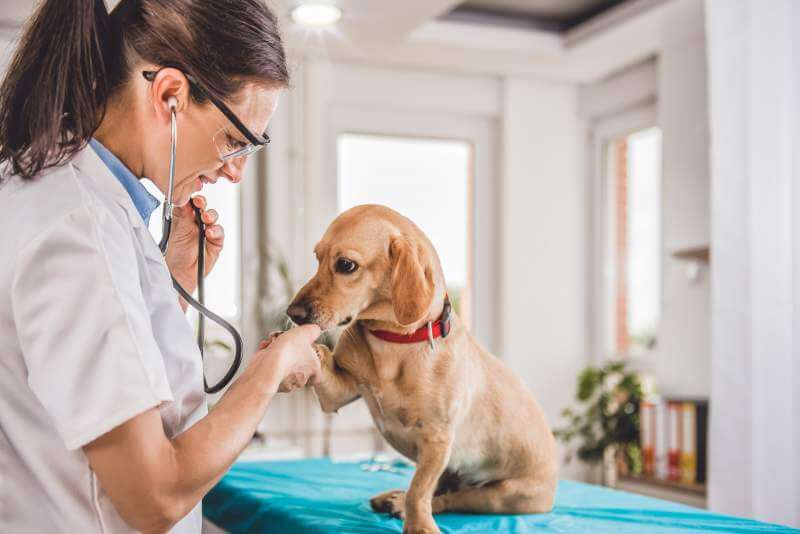 Veterinarian-examining-dog