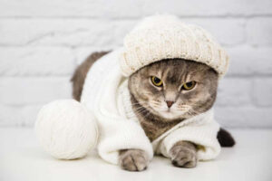 Cute-cat-with-sweater