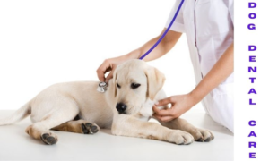 Doctor-examining-dog