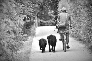 cyclists-man-dogs-animals-bike