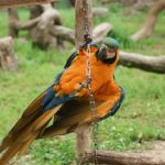 parrot-bird-chain-beak-feathers