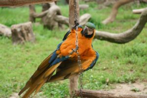 parrot-bird-chain-beak-feathers