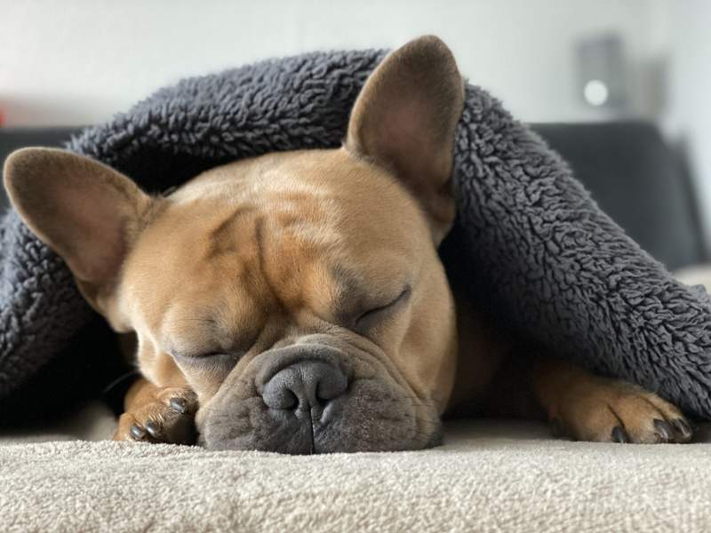 french-bulldog-sleep