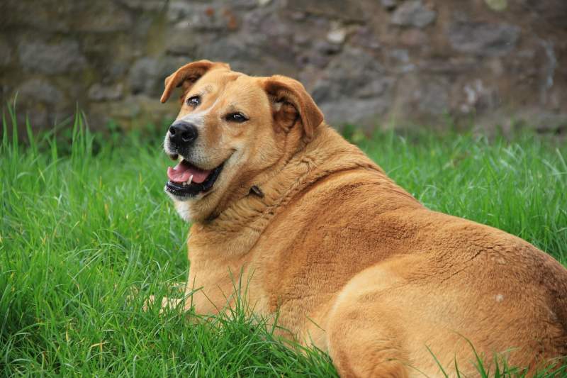 golden-retriever-dog-grass-smile