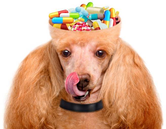 Dog-supplements
