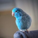 animals-parrotlet-blue-beak