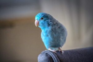 animals-parrotlet-blue-beak