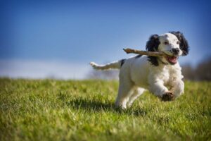fetch-stick-puppy-dog-action