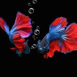 macro-betta-fish-nature-animals