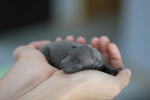 newborn-puppy-cute