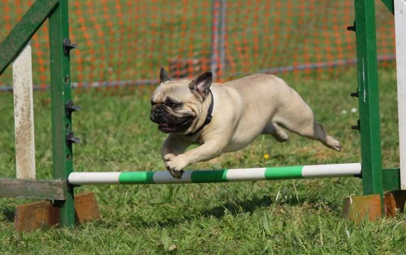 dog-pug-training-jumping-breed
