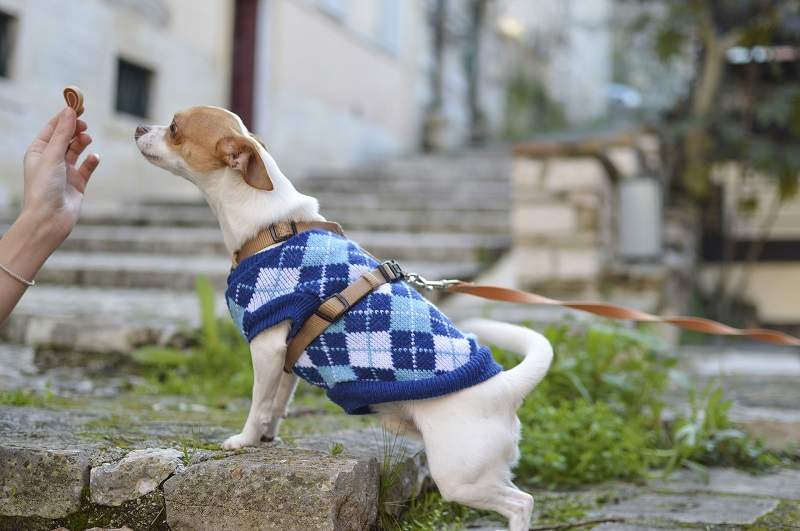dog-puppy-animal-cute-pet-clothes