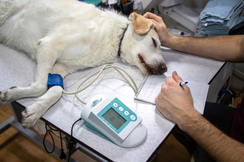 Three Most Common Fatal Diseases In Dogs House Of Petz