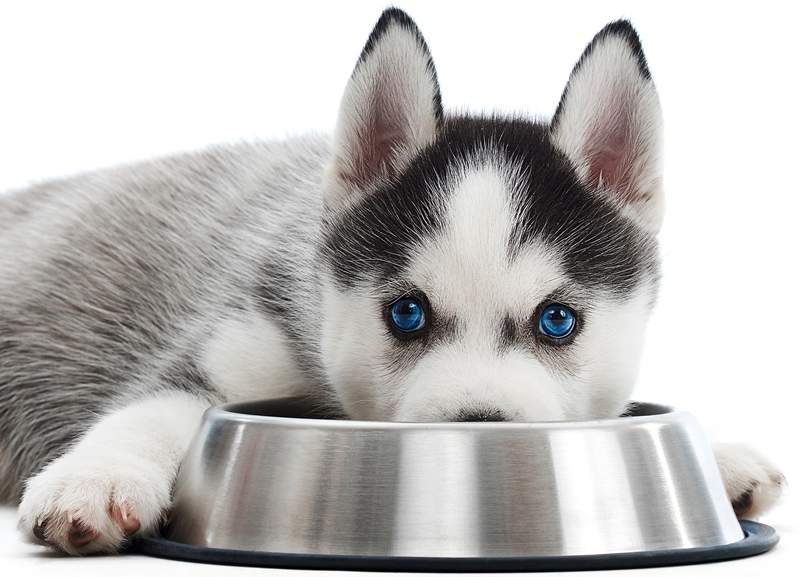 adorable-little-siberian-husky-puppy-with-blue-eyes-lying-near-his-food-bowl