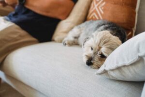cute-purebred-dog-on-comfortable-sofa