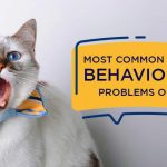Cat-Behaviors-and-Common-Problems
