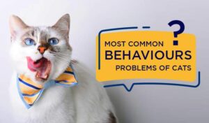 Cat-Behaviors-and-Common-Problems