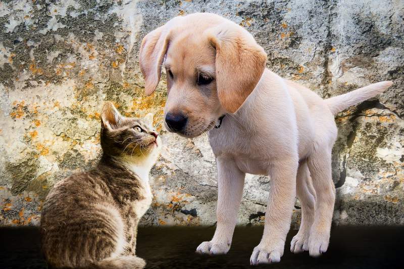 animals-dog-cat-puppy-young