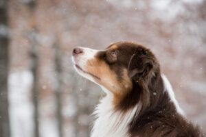 australian-shepherd-dog-snow