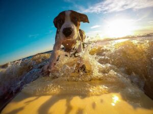 dog-surfing-water-wave-summer