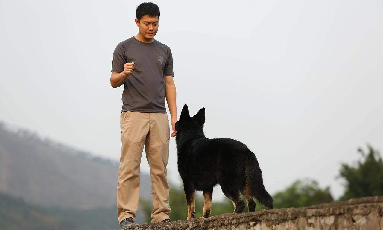 shepherd-training-harmony-dog-man