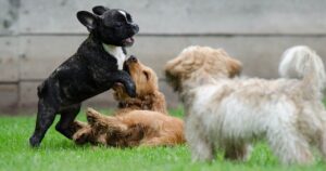 playing-puppies-young-dogs