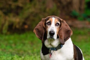 basset-hound-dog-pet-adorable