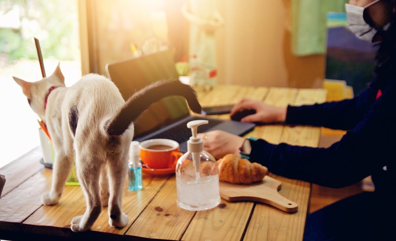 cat-table-work-pet-animal-