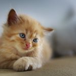 cat-sad-cute-small-sweet-pet