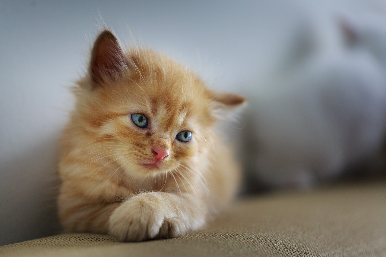 cat-sad-cute-small-sweet-pet