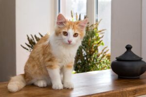 kitten-home-pet