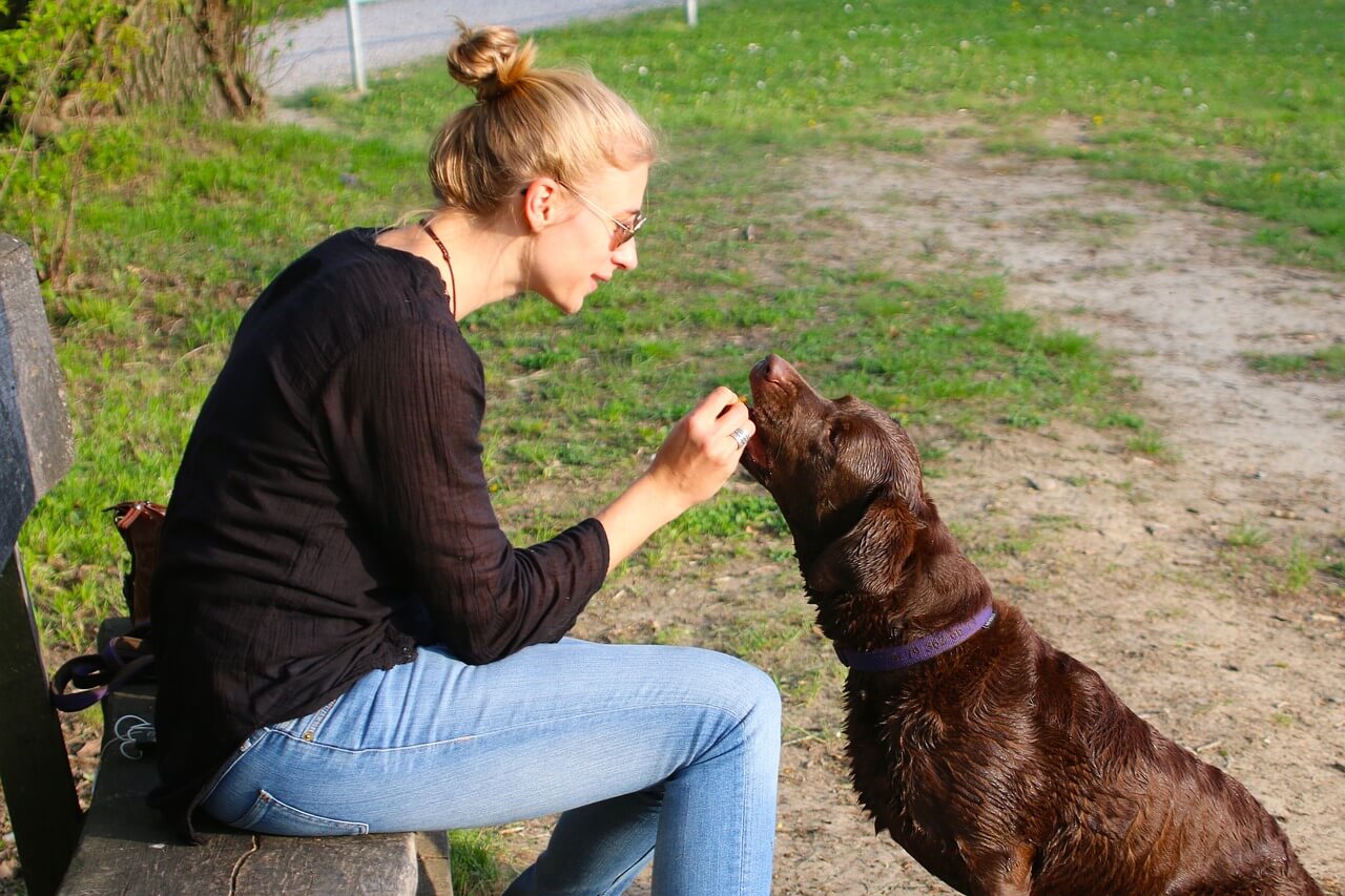 human-animal-dog-owner-reward-food